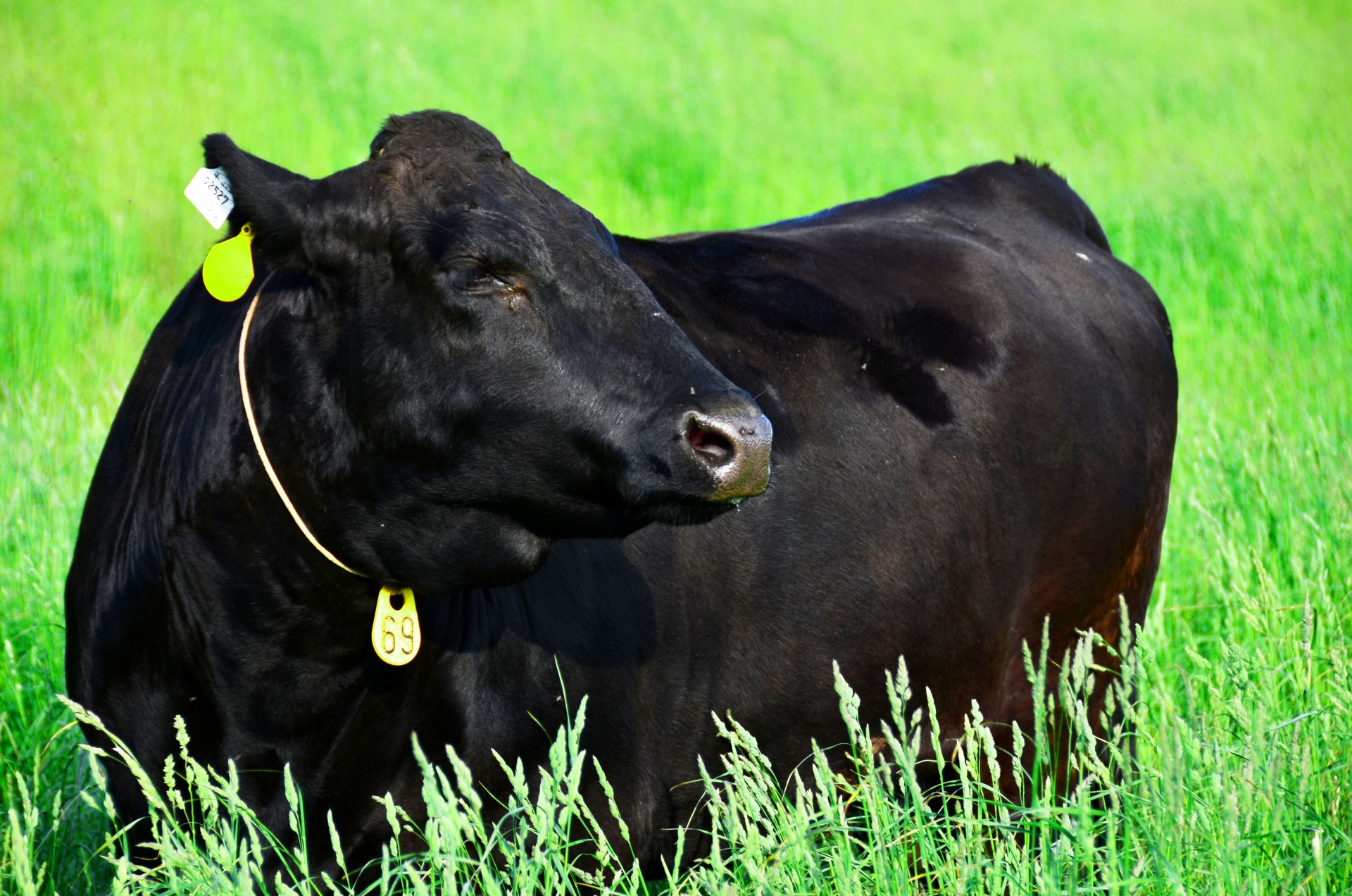 松阪牛はなぜ高級肉の代名詞なのか？その理由と実態を解説 | 肉の通販ガイド｜牛・豚・鳥のおすすめ通販